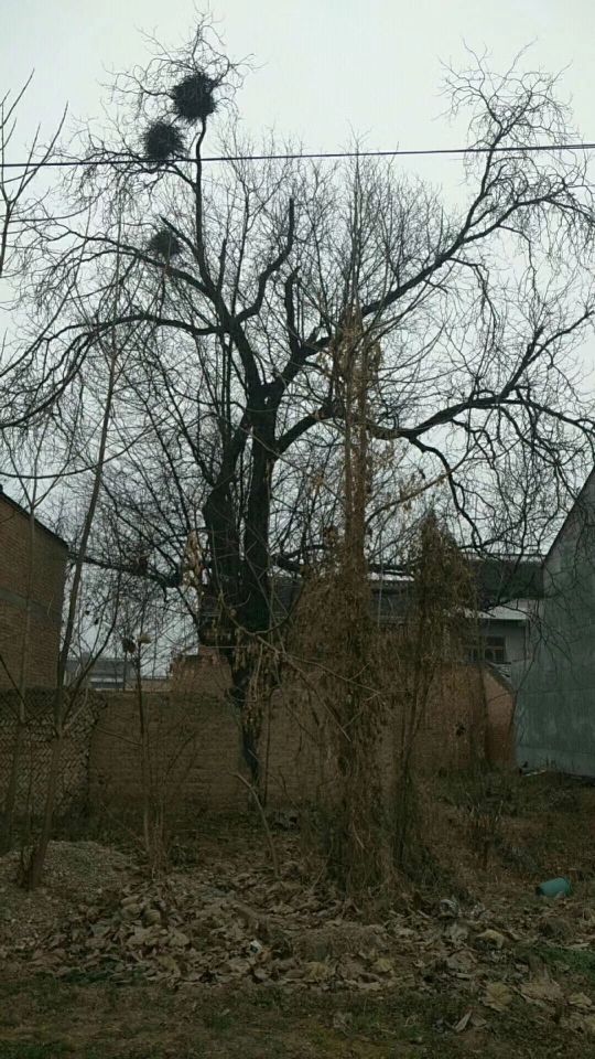 郭明祥Ⅱ横水镇的横水会