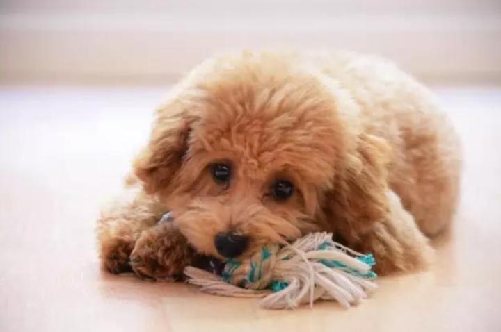 泰迪狗不吃不喝没精神怎么办,泰迪不排便怎么办