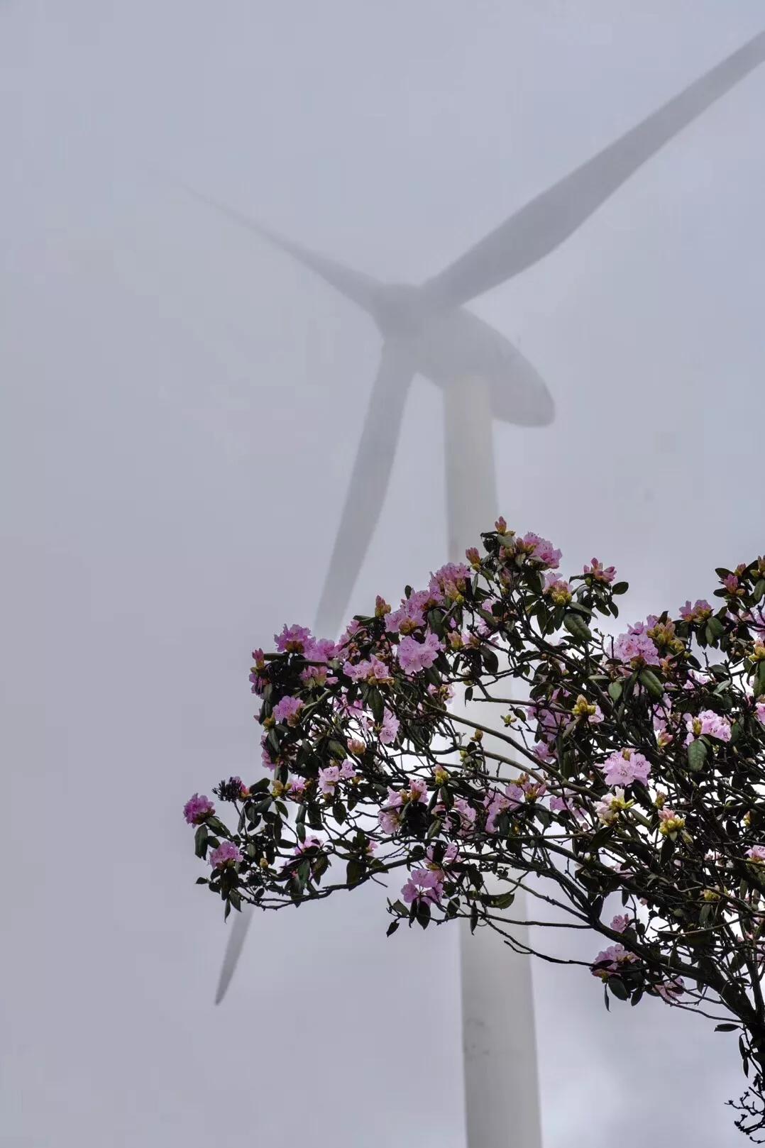 乌蒙大草原高山矮杜鹃,盘州市乌蒙大草原高山