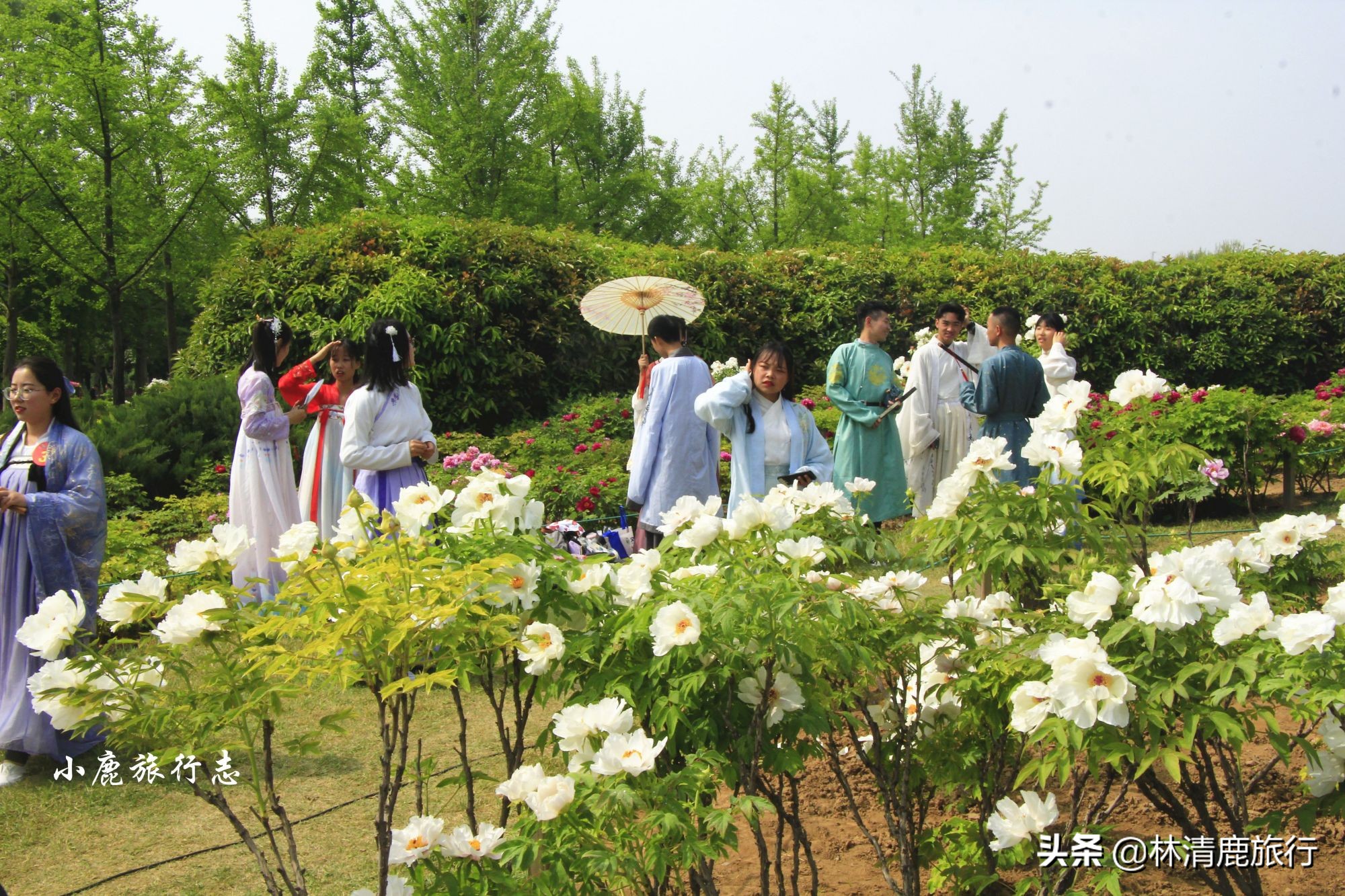 菏泽牡丹甲天下下一句,都说洛阳牡丹甲天下