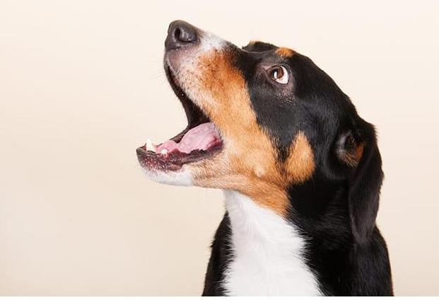 狗狗为什么经常哈气,狗狗不停哈气呼吸急促是怎么回事