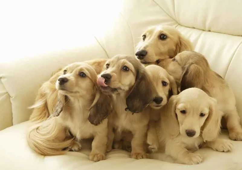 狗狗怀孕的特征和关注事项，你知道吗？