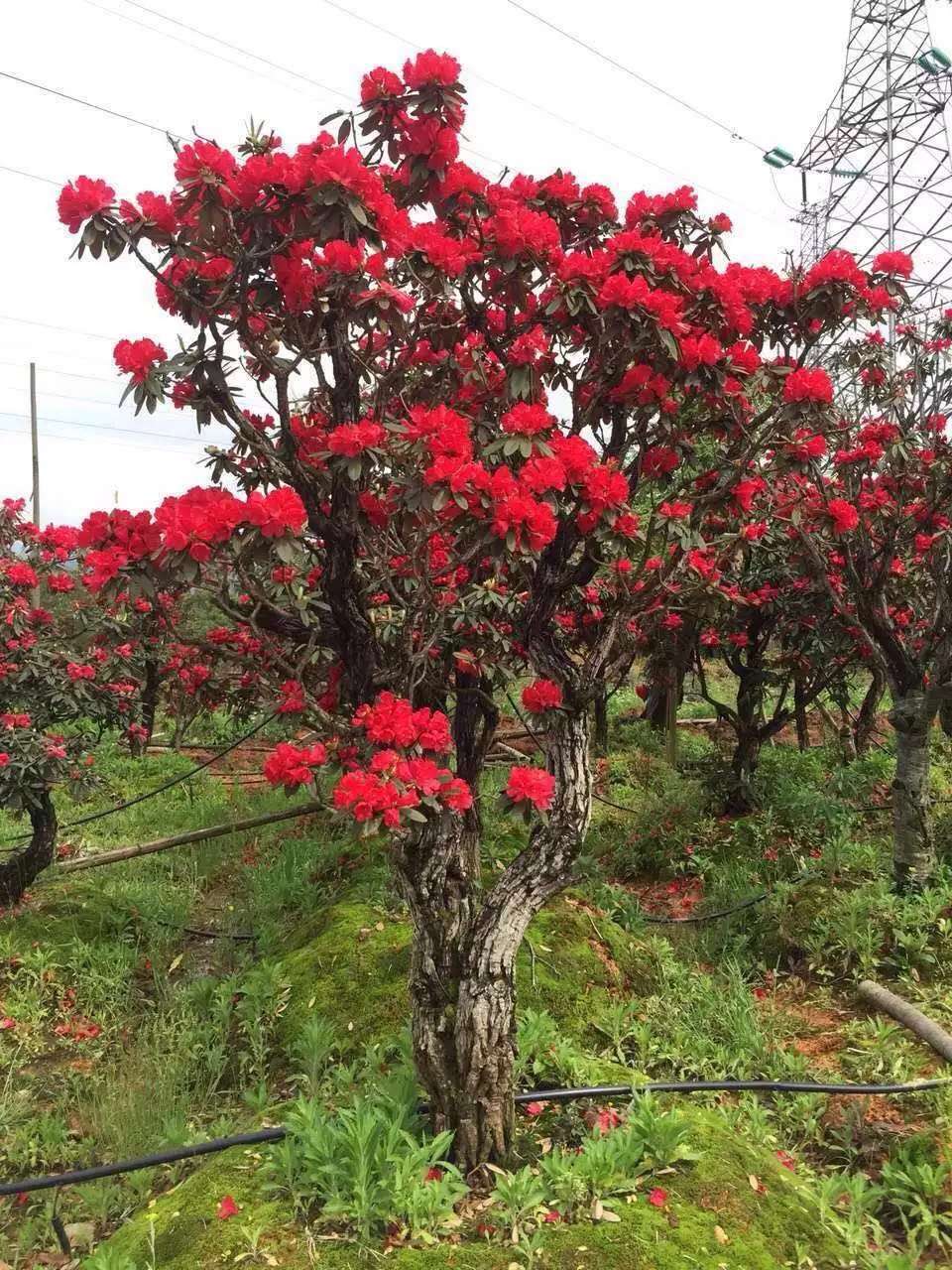 高山杜鹃习性,高山杜鹃花生长环境是什么