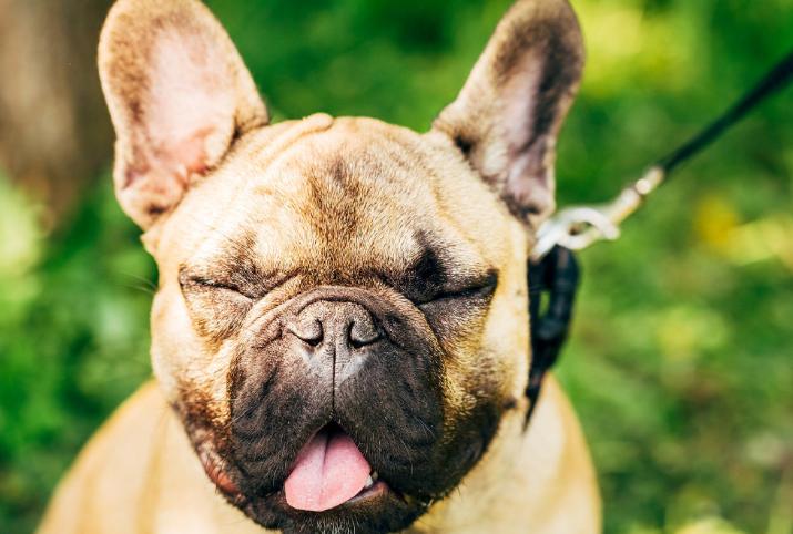 什么原因造成狗狗胆结石,狗得胆结石有什么症状