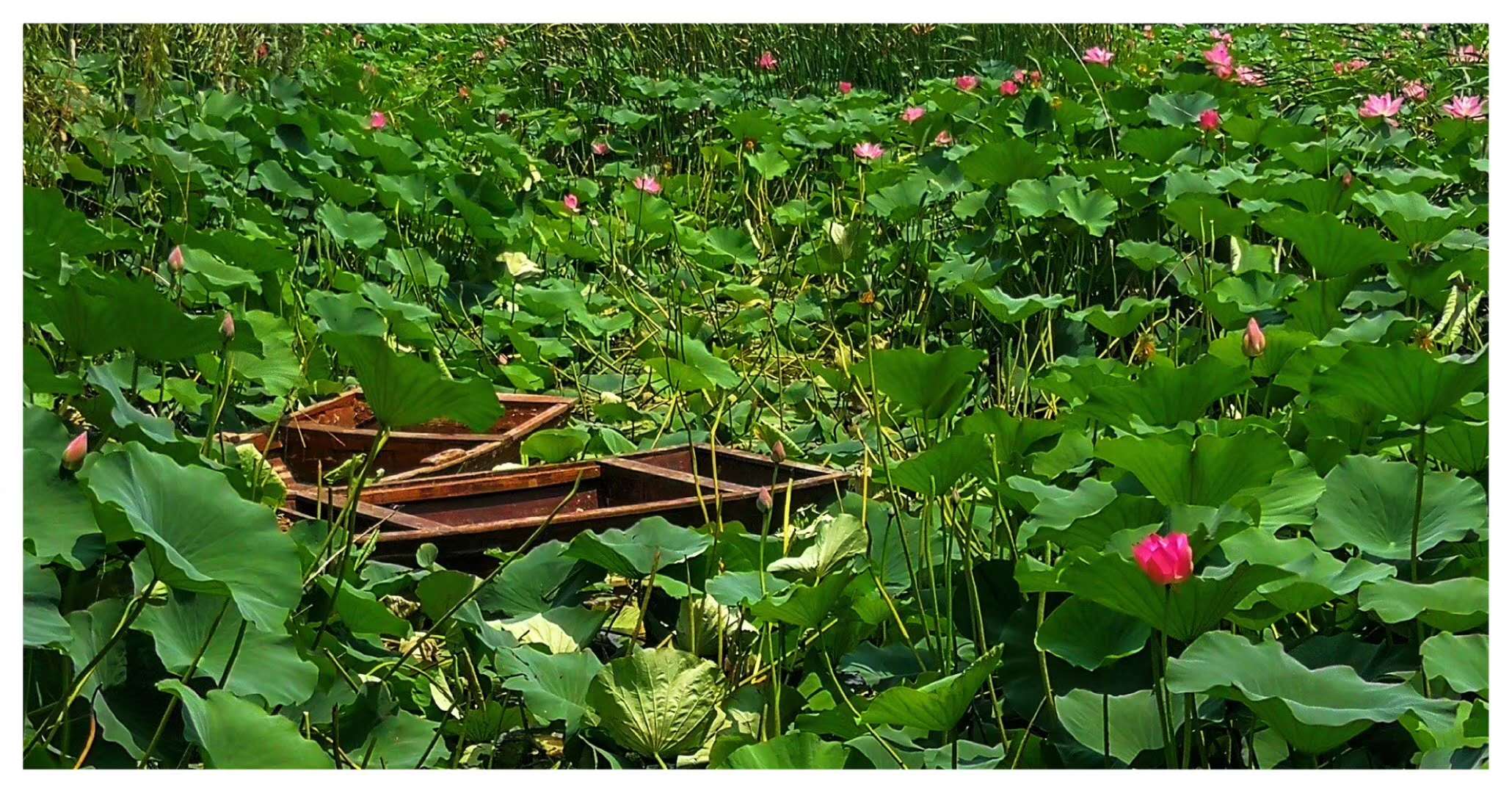 满塘荷花荷叶看着可美了,满塘莲叶荷花美不胜收