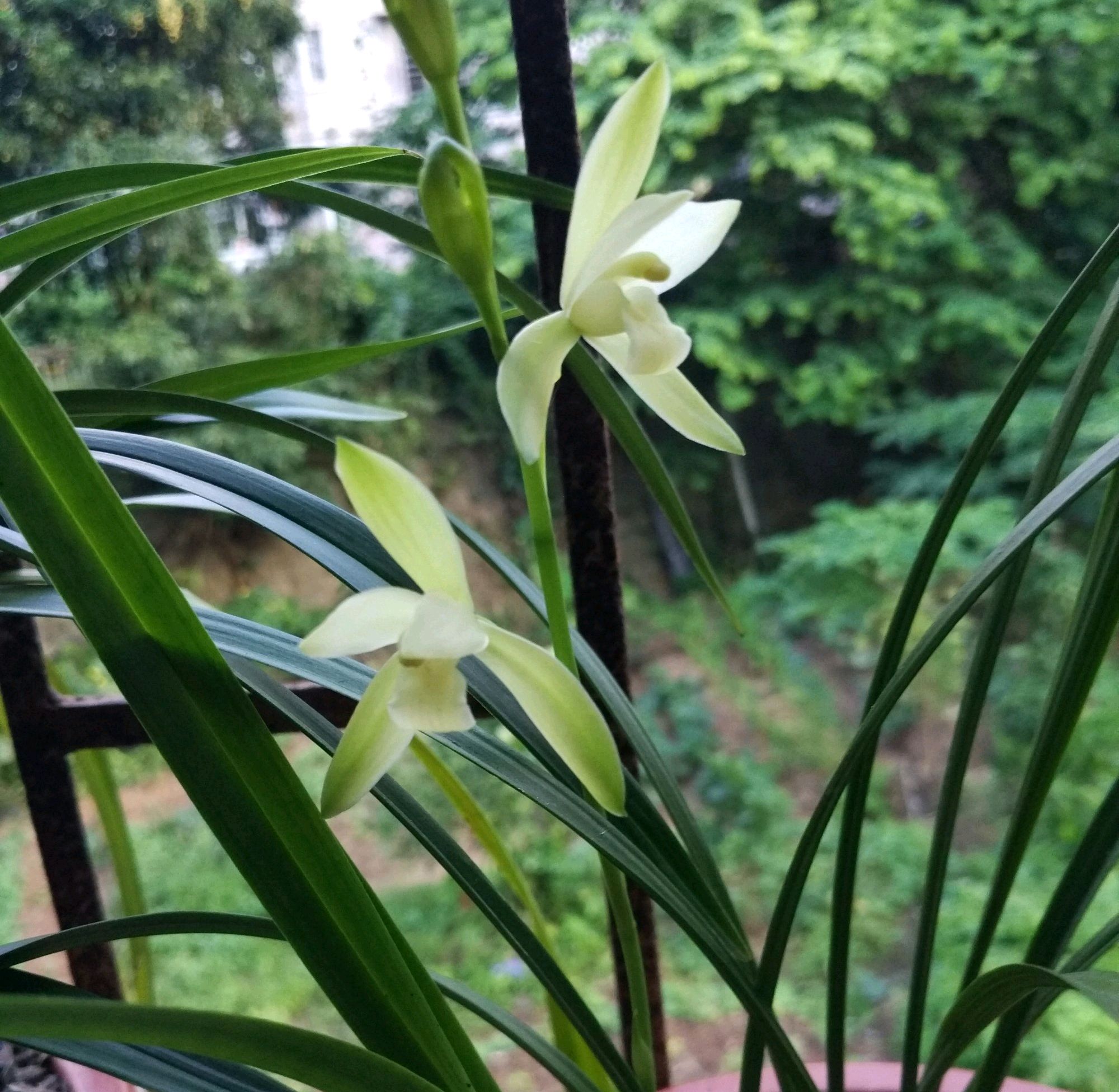 兰花叶子太高了可以修剪吗,兰花叶子太长了可以修剪吗