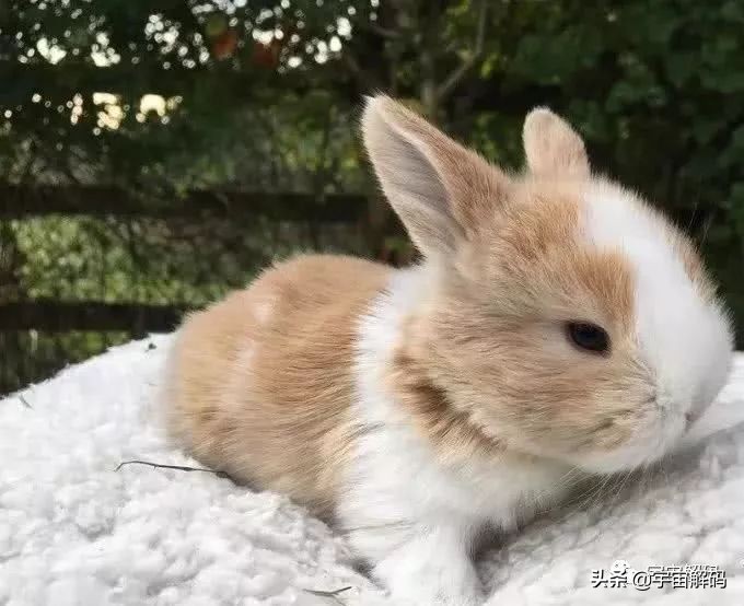 20张动物照片,宝宝萌照动物图片