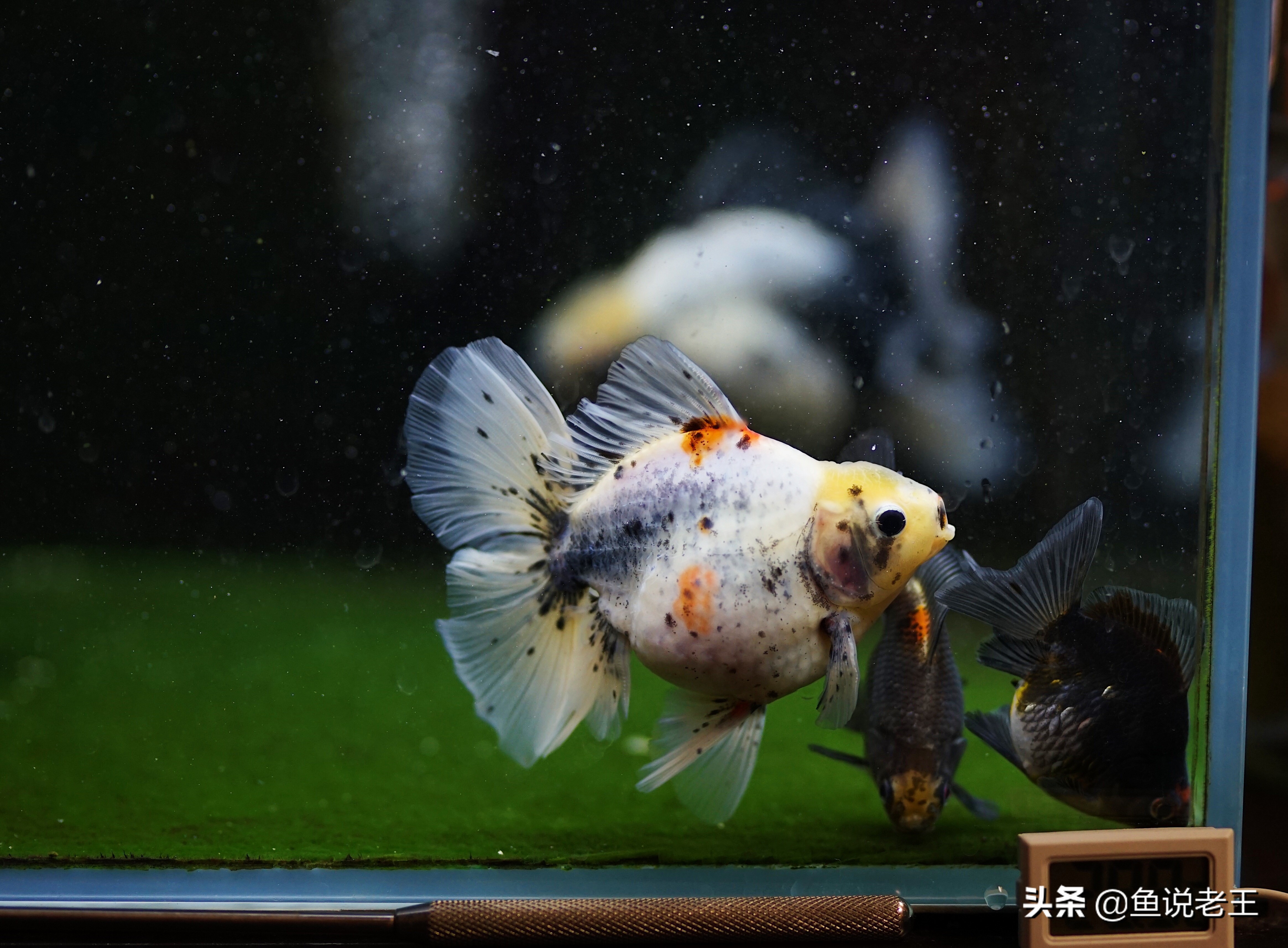 水霉如何预防,一招解决冬季水霉