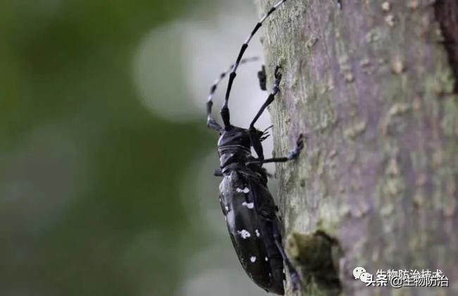 蛀干害虫是钻蛀害虫吗,果树枝干钻蛀害虫图片