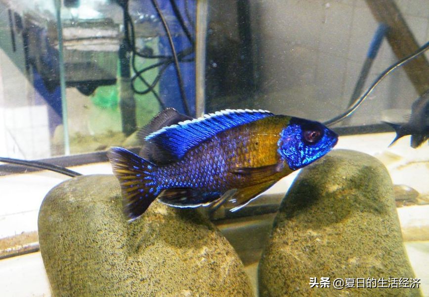 回忆三湖,三湖慈鲷纪念