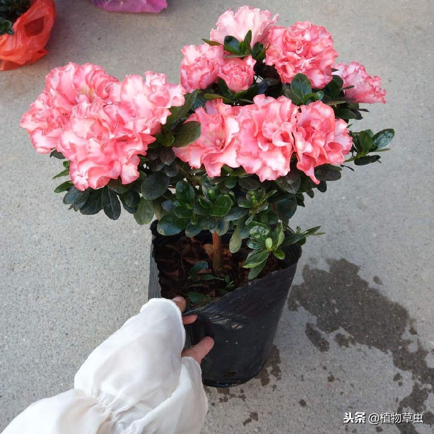 杜鹃花小苗易活还是大苗易活,杜鹃花苗刚收到怎么栽种