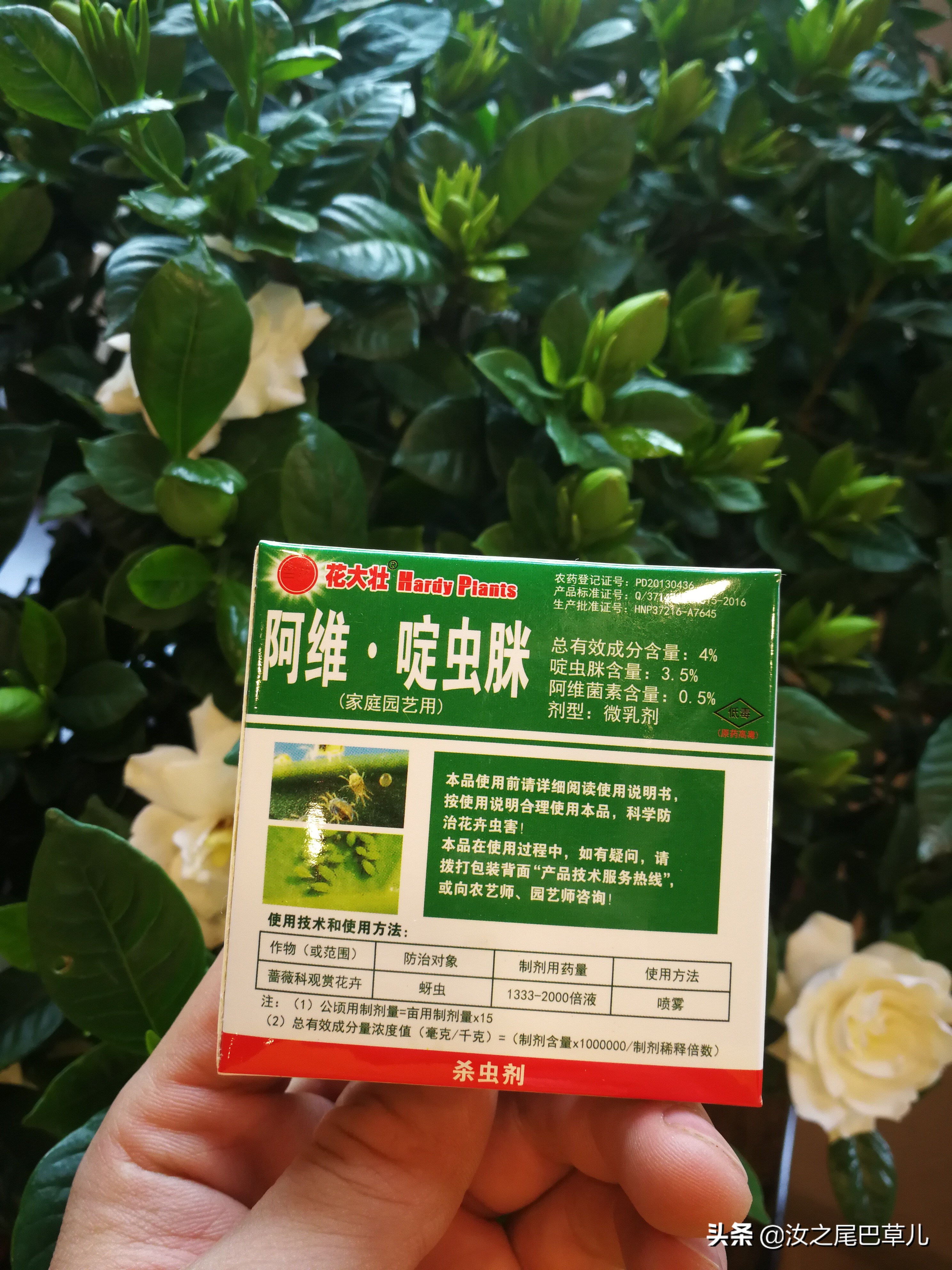 栀子花生了好多小黑虫怎么治,栀子花朵里面有小黑虫
