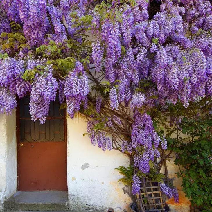 一年四季开花的爬藤花卉有哪些,一年就能爬满墙的爬藤花卉