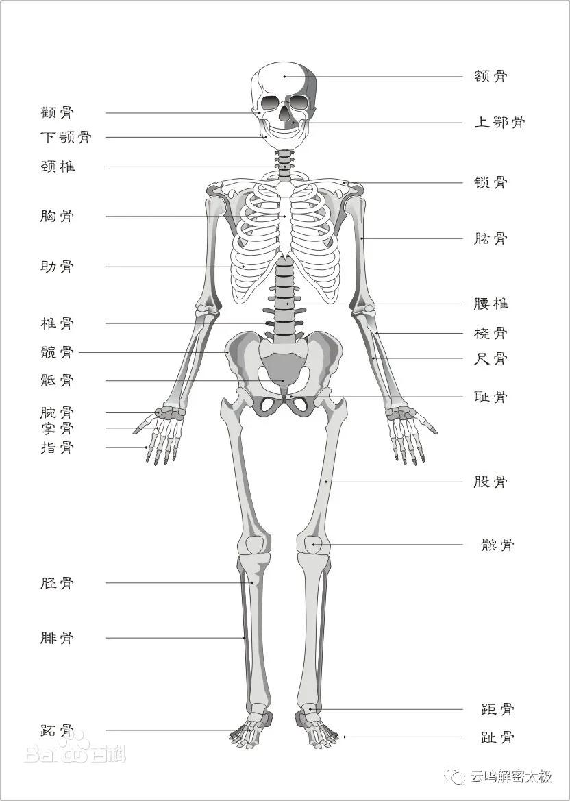 开胯和松胯的特殊方法，髋关节，骶骨，尾骨，腰关节的详细介绍