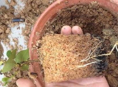 如何预防泥土生虫,如何预防土壤板结