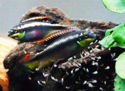 金波子怎么养好,如何把金波子养好