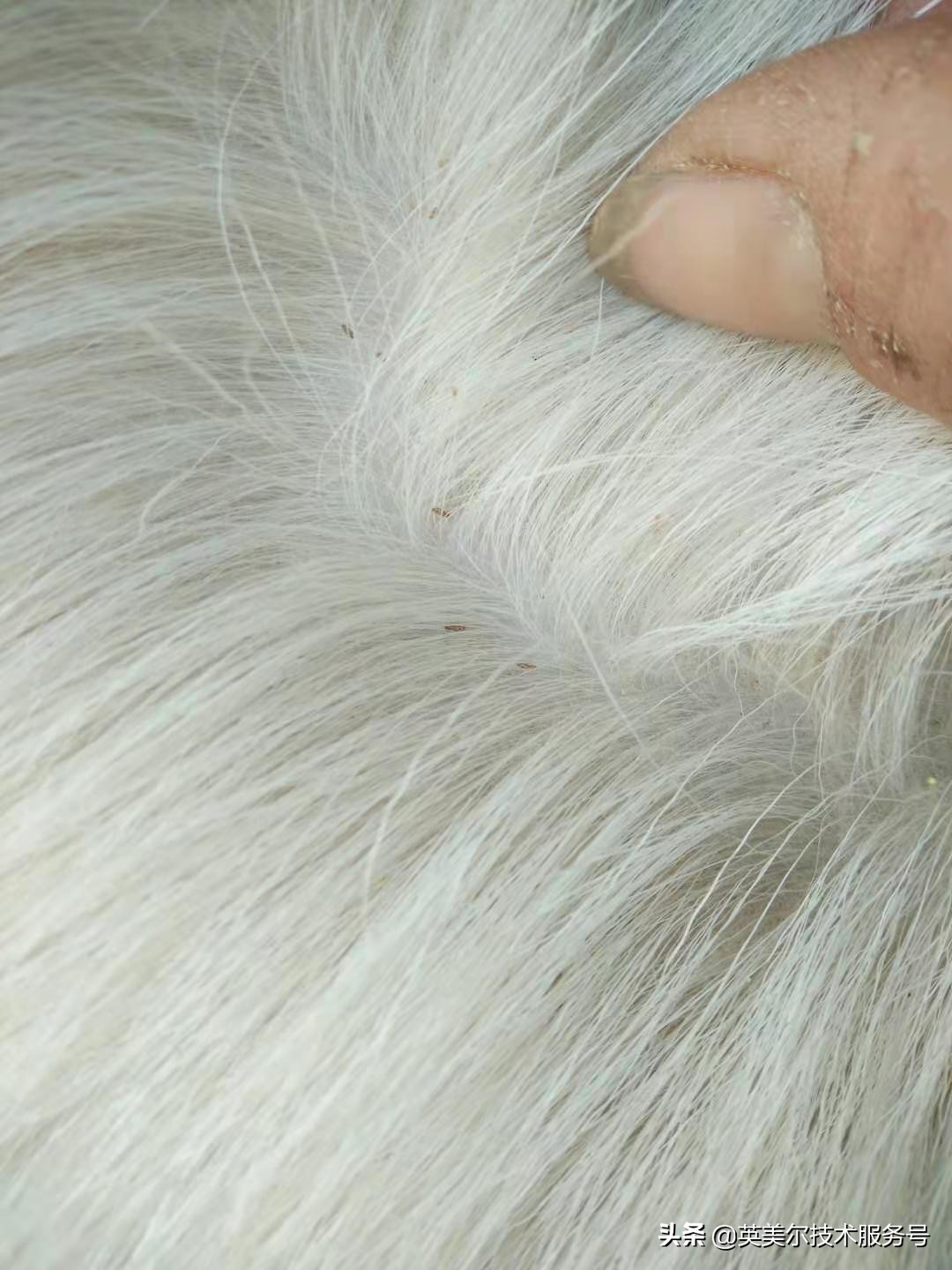 羊身上长虫有什么现象,羊身上有虫用什么药治疗