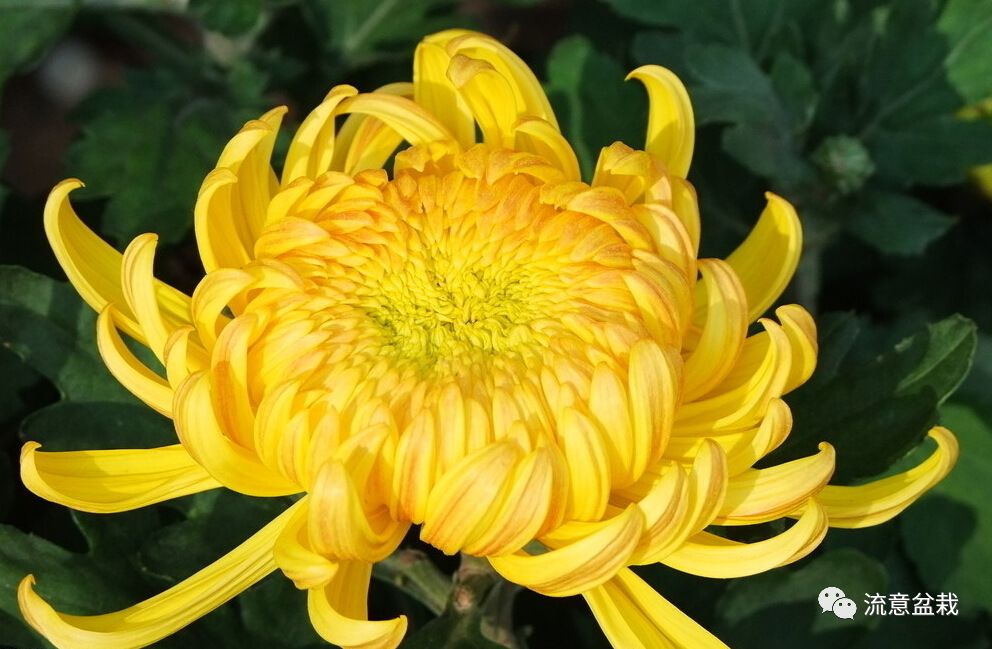 菊花虫害图片与防治视频,如何培植菊花盆栽