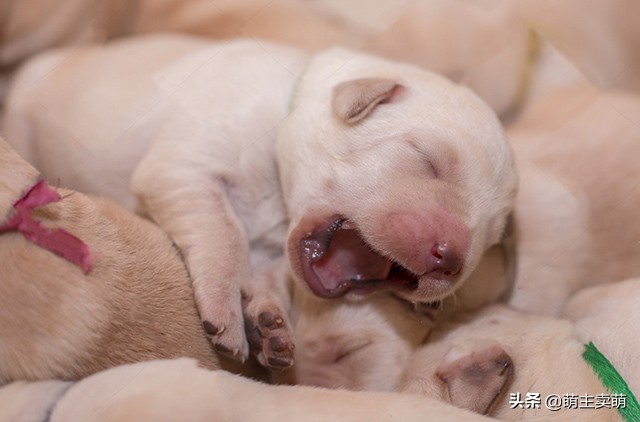 拉布拉多常见病的症状及治疗方法,拉布拉多产后护理