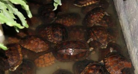 养龟技巧,养龟绝密配方大全