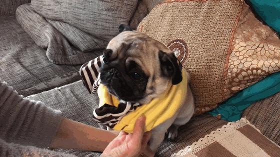 狗狗冬天到底需不需要穿衣服,狗狗怕冷吗狗狗怕冷的表现有哪些