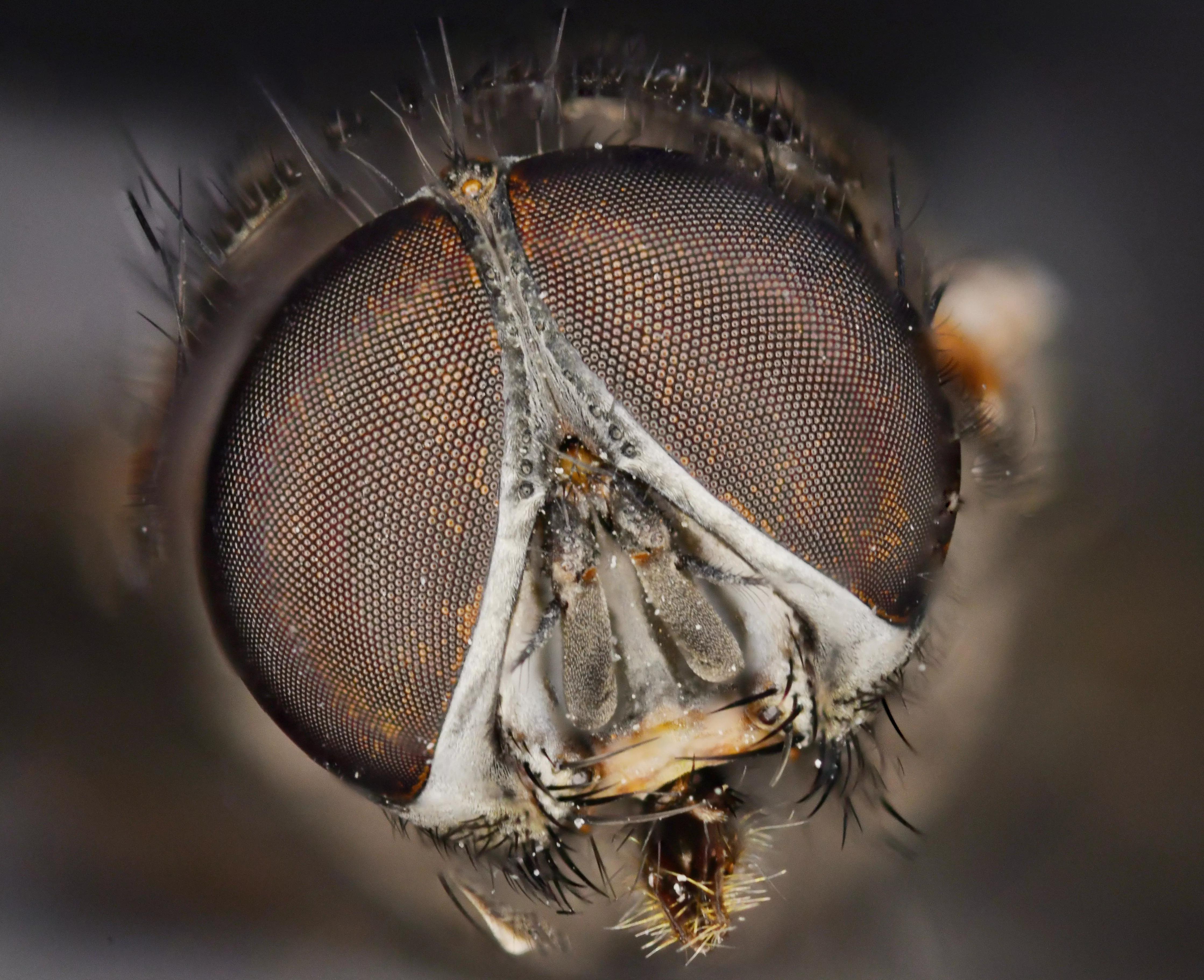 老蛙最强的微距镜头,老蛙25微距镜头