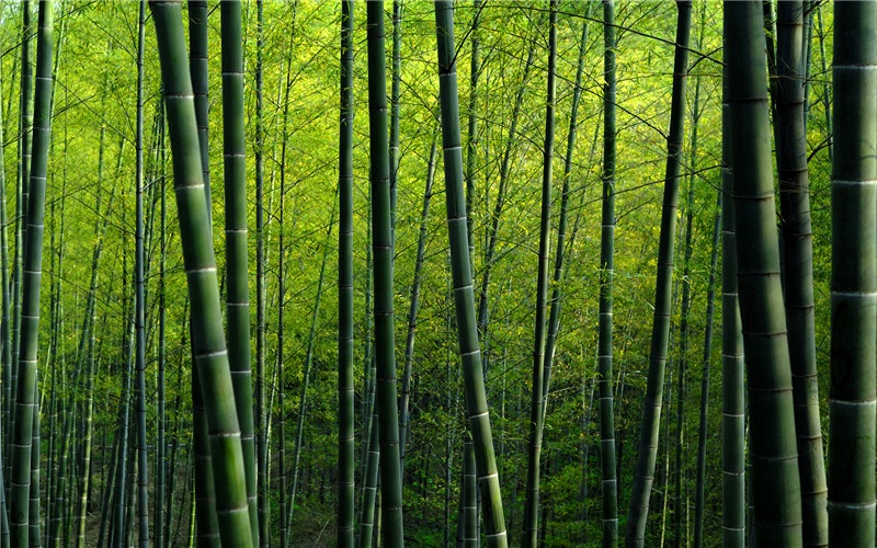 农村承包70亩地种植什么比较赚钱,承包田地种植能赚钱吗