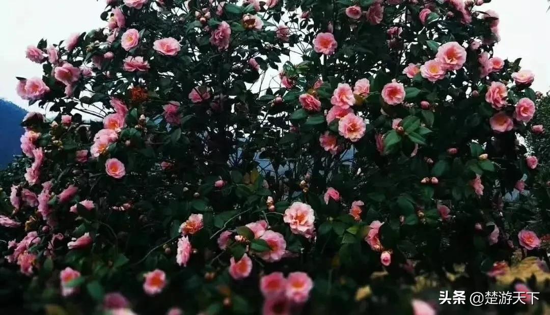 茶花盛开的地方有哪些,湖北有茶花吗