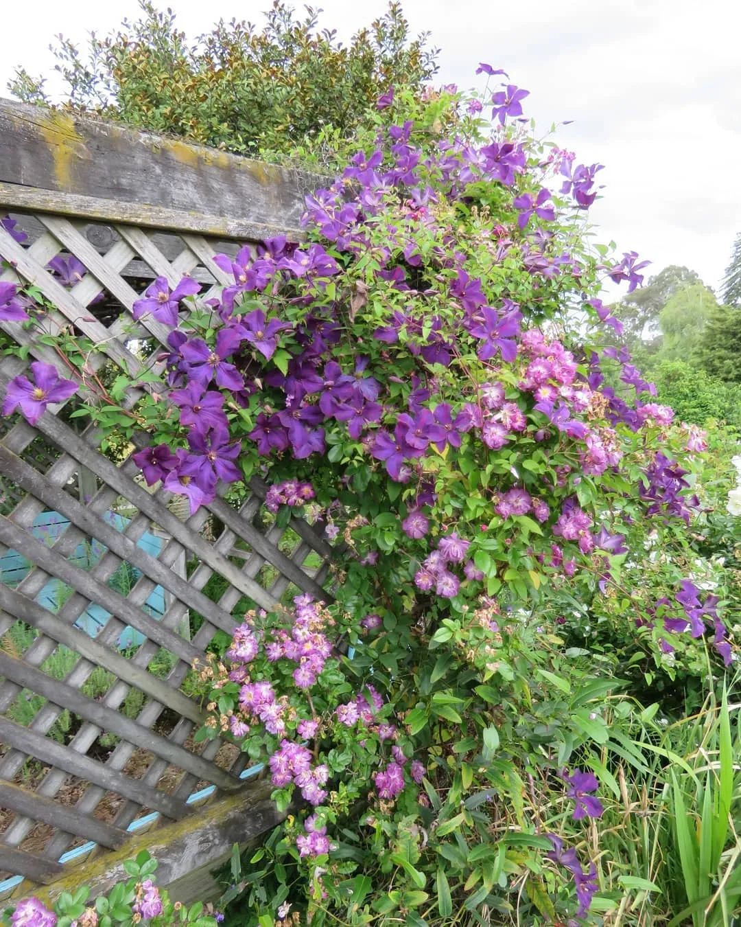 植物和花盆搭配,铁线莲哪个品种和紫藤搭配