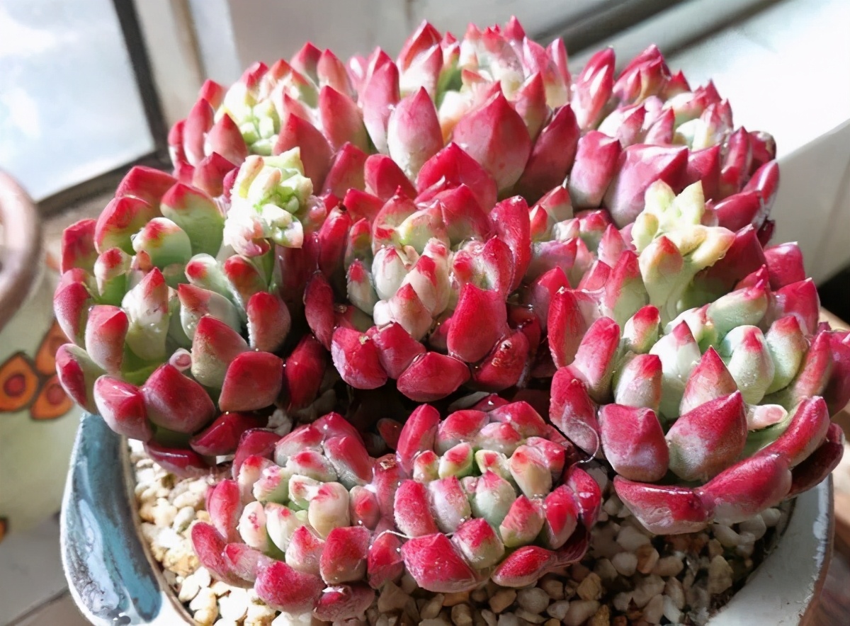 多肉怎么让它只长大不长高,多肉一直长不大怎么办