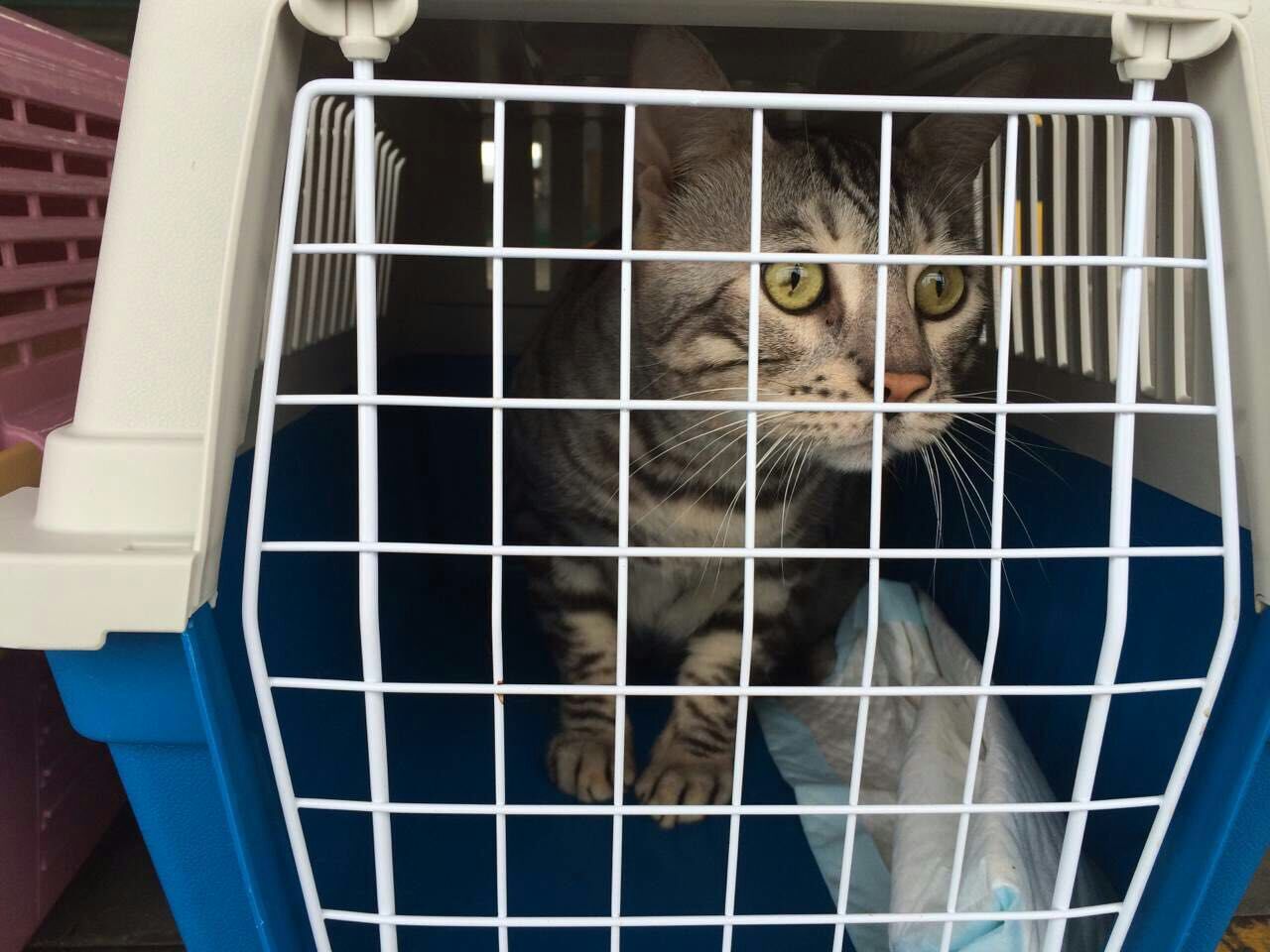 流浪猫收养关注事项洛阳,收养流浪猫幼崽关注事项