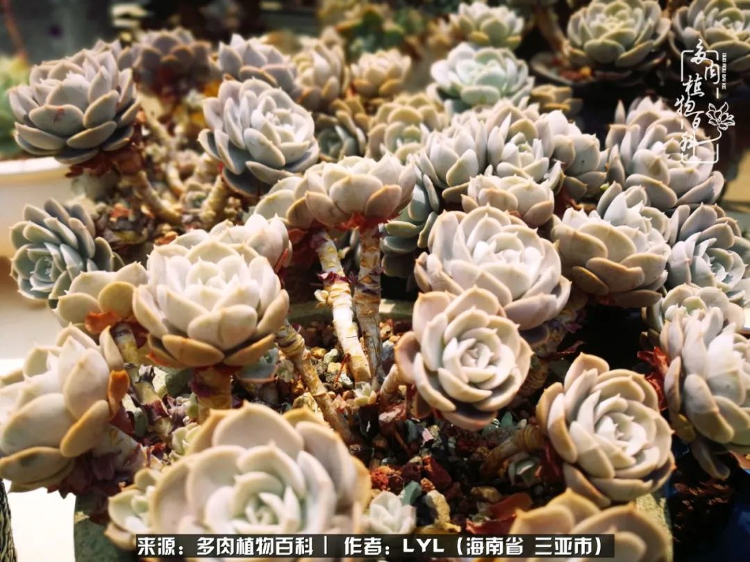 开挂区养多肉,非开挂区怎么把多肉养出态势