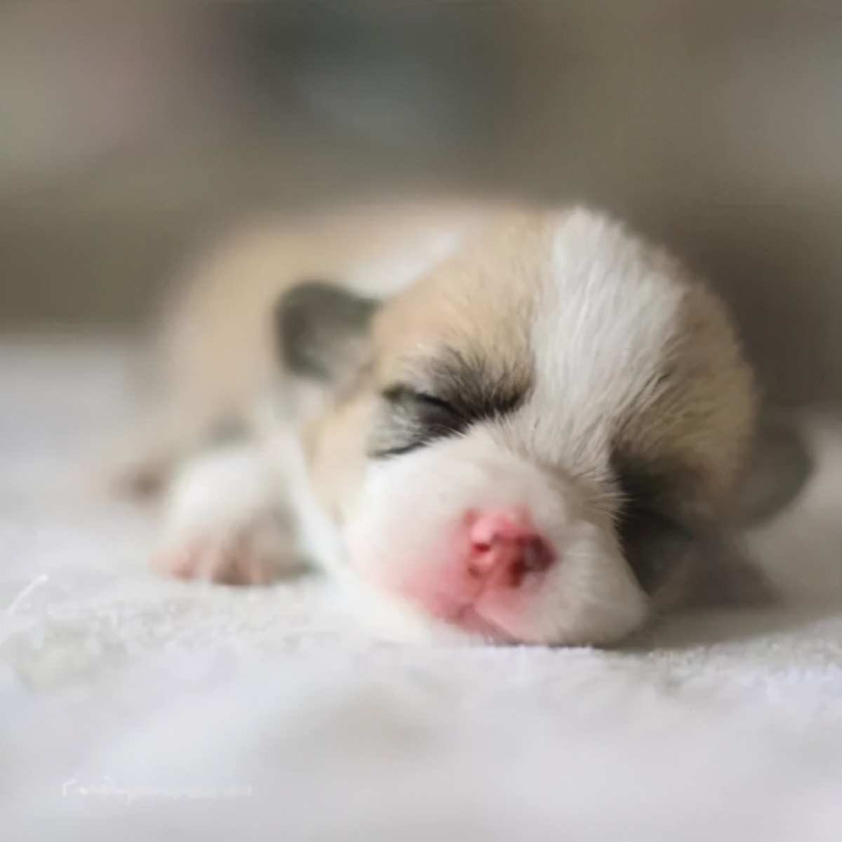 狗子交配后，为什么还背对背连在一起分不开？难道这样不危险么？