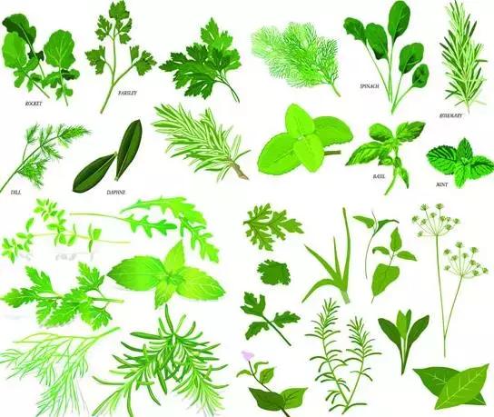 绿化行业的苗木术语大全,绿化苗木的专用术语