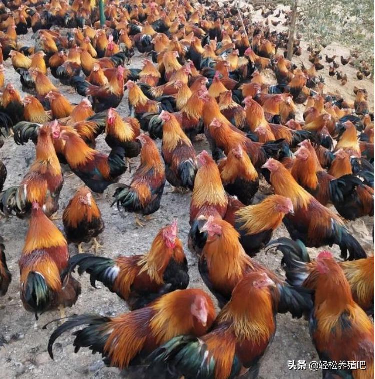 阉鸡伤口胀气放了几天还胀,如何让阉鸡过后不胀气