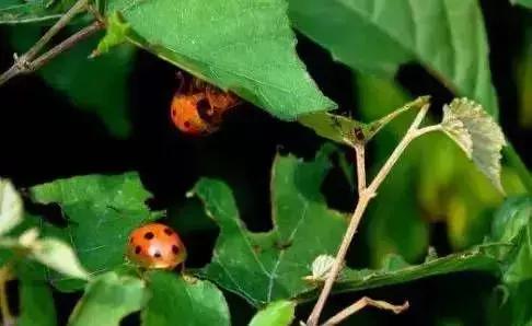 夏黑葡萄各个时间防哪些虫害,葡萄14种常见虫卵图解