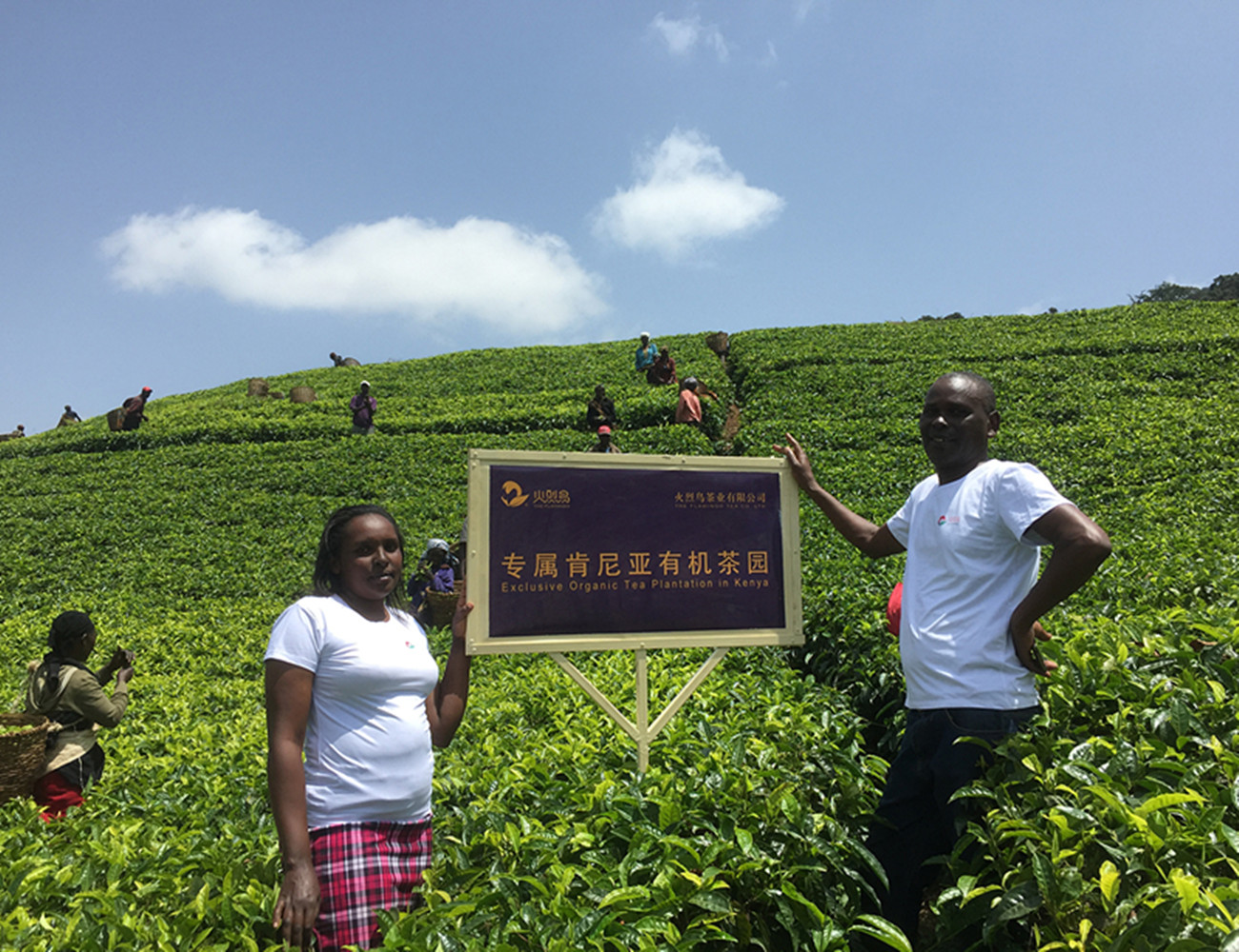 非洲红茶,肯尼亚红茶