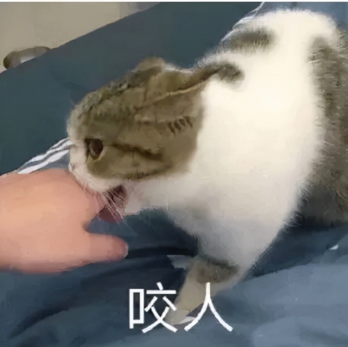租房攻略关注什么,英国租房怎么维权