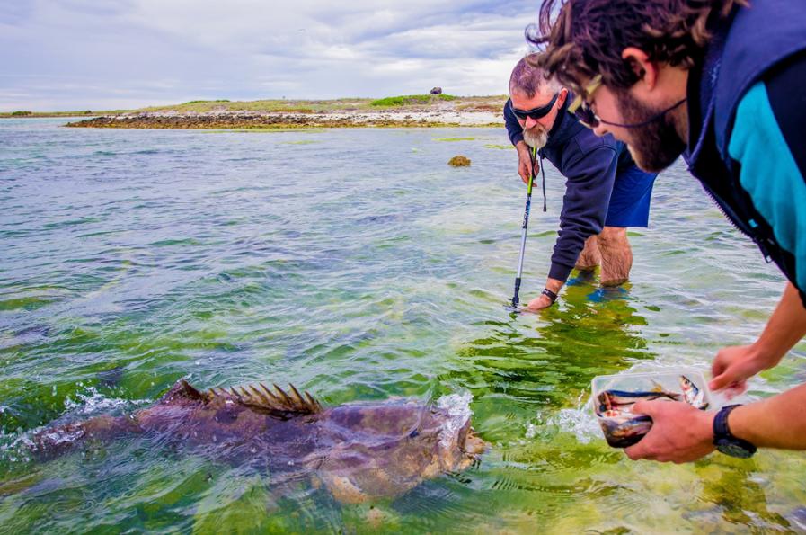 铁矿石大跌利好钢企吗,铁矿石价格下跌利好钢铁企业吗