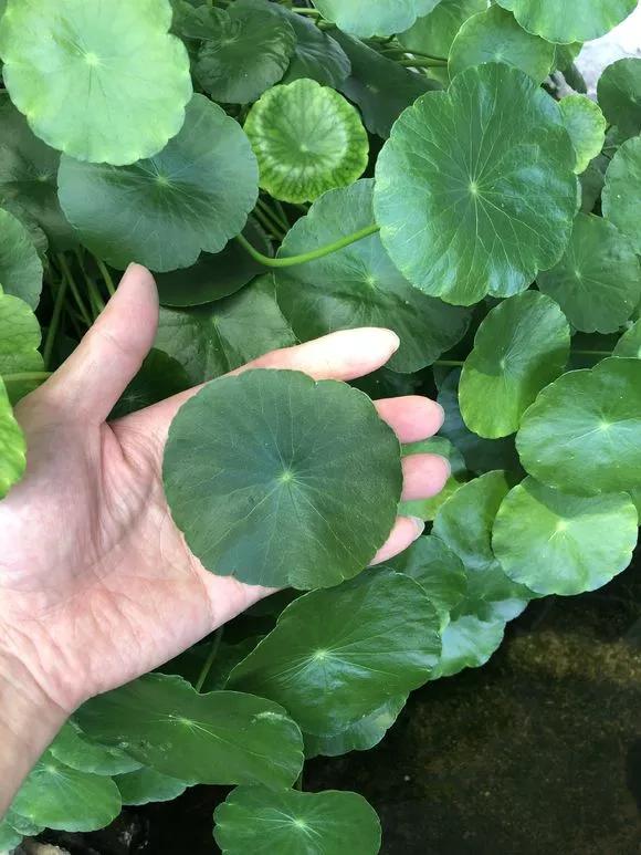 5种花不怕旱就怕涝,三种最怕缺水的花