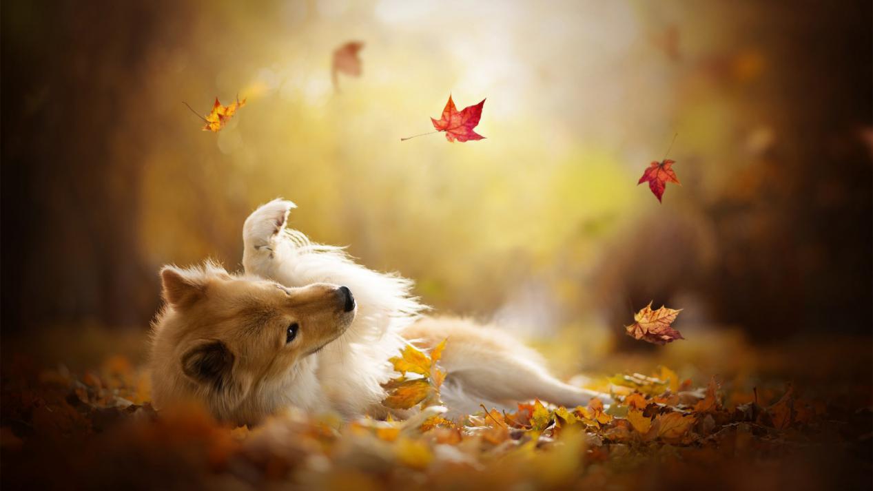 狗狗脚臭怎么办才能根除,狗狗脚臭怎么办小妙招