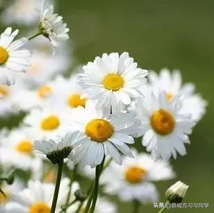 农村庭院花园效果图大全现代简约,花园设计效果图庭院180平方米