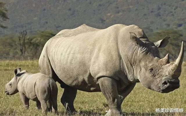 残忍！这9种带血文玩太血腥！碰了小心坐牢