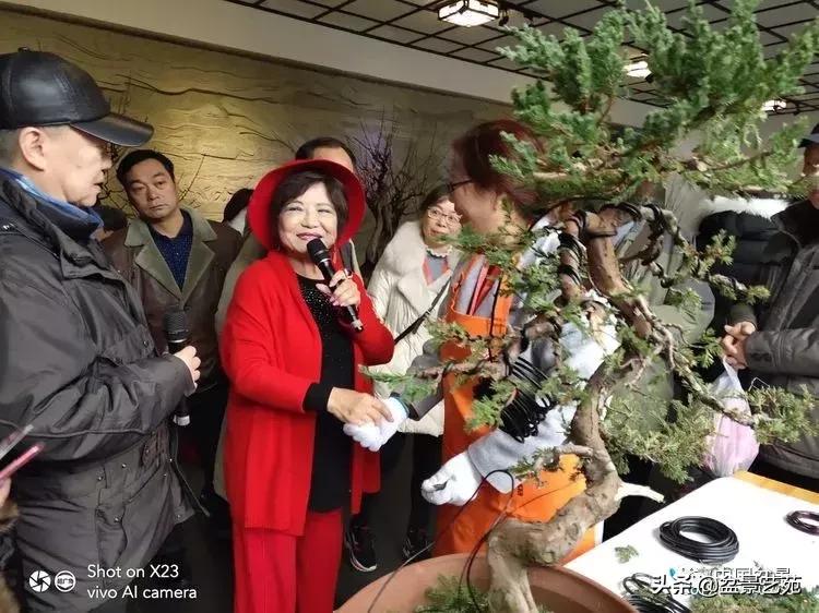 山东盆景艺术大师王桂华,金艳盆景精品欣赏