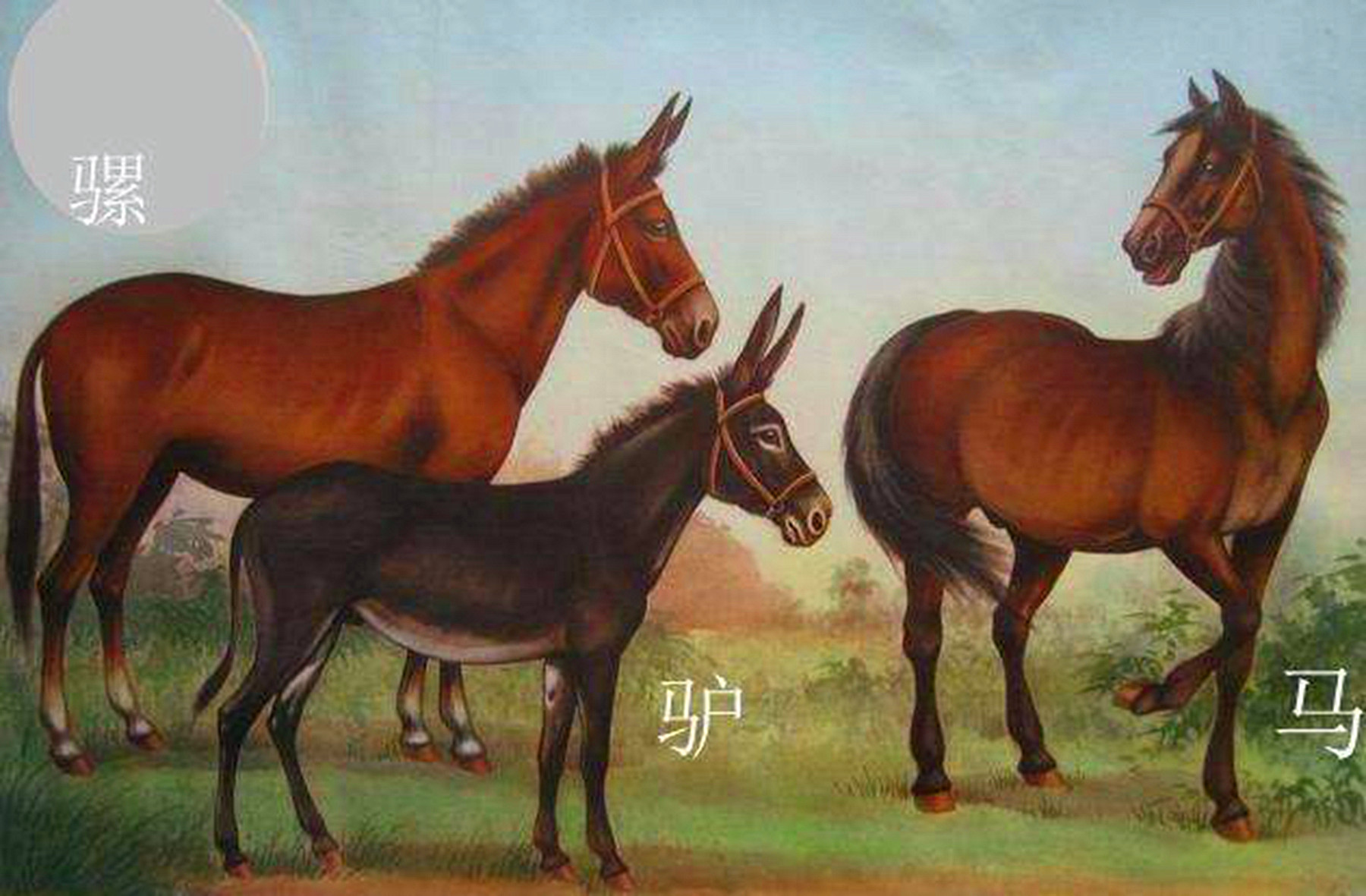 骡子为什么不能生育下一代的传说,为什么骡子无法生育后代