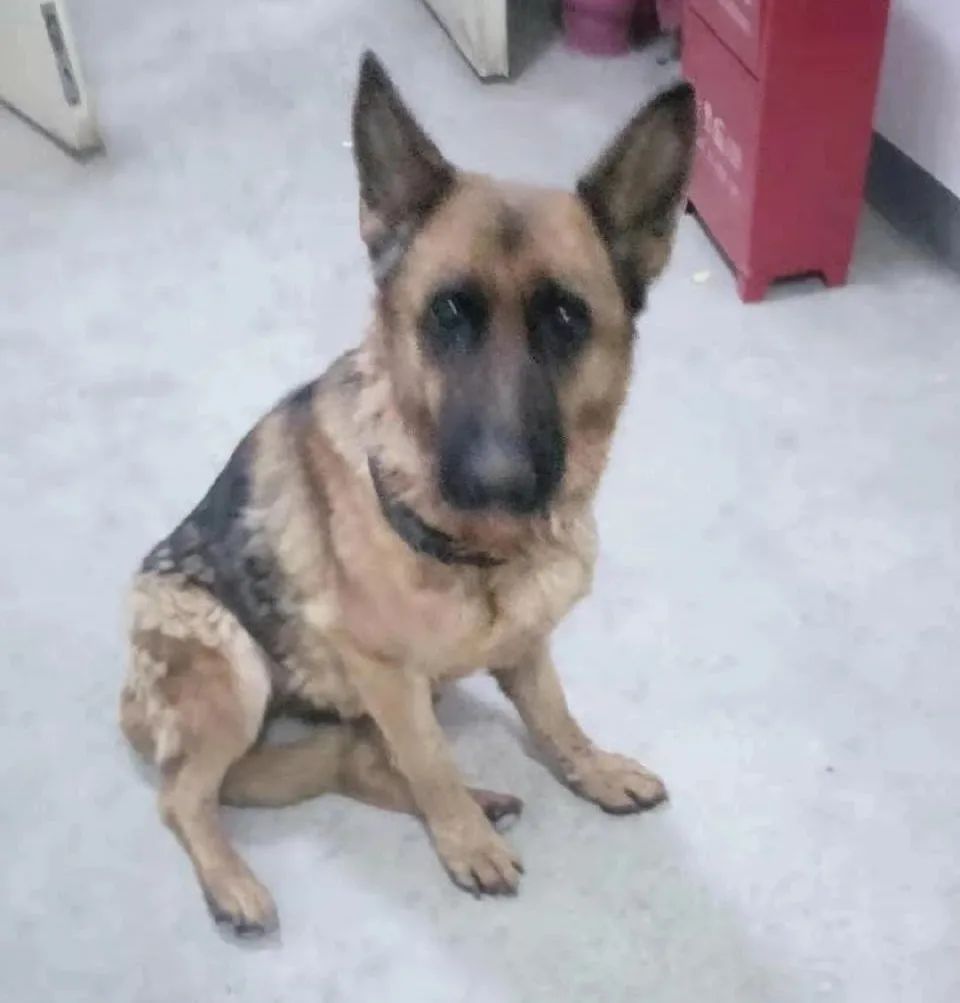 两只狗狗在五环车流中穿梭，前爪脚垫裂开！接下来一幕动人——