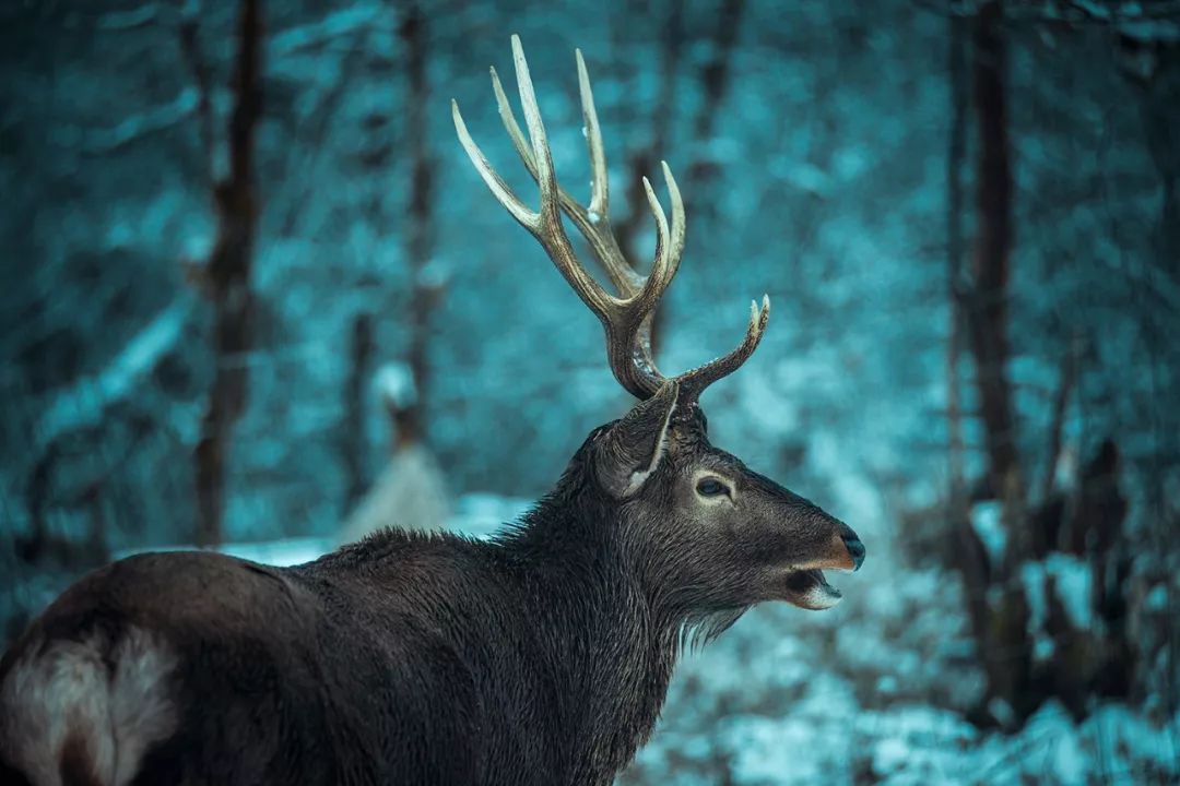成都附近看雪一日游推荐表,成都周边轻徒步玩雪一日游