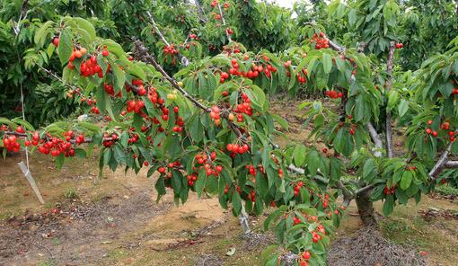 成都葛仙山樱桃采摘,成都樱桃采摘地点推荐