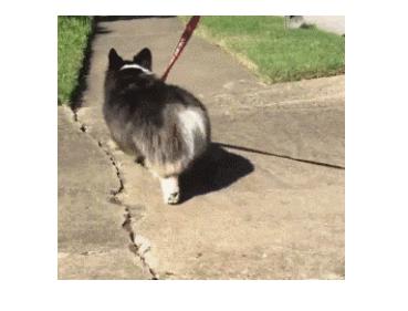 小狗被车碾压怎么赔偿,宠物狗被汽车撞了该如何赔偿