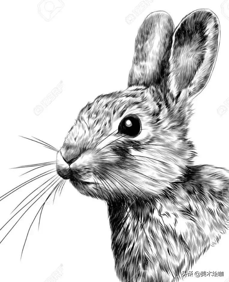 动物素描临摹装饰画,动物素描应该用哪些笔